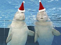 Рождественские киты веселят японцев