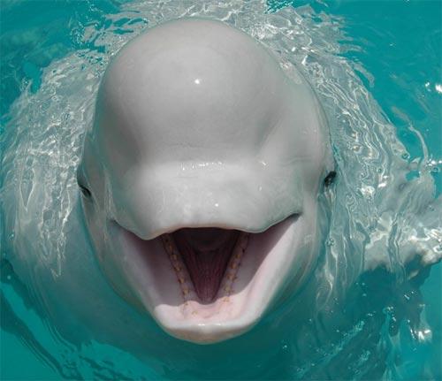 Рождественские киты веселят японцев