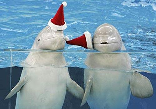 Рождественские киты веселят японцев
