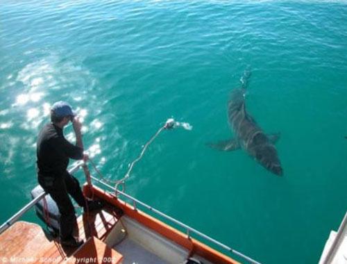 Удивительная история  акульей любви