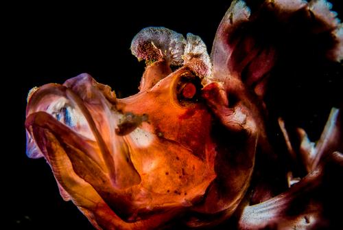 Победители конкурса «Подводный фотограф 2017 года»