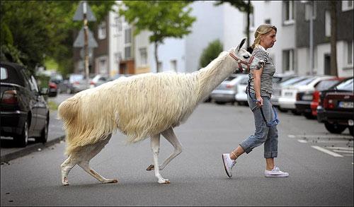 Лама поселилась в городской квартире