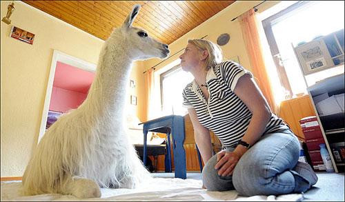 Лама поселилась в городской квартире