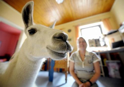 Лама поселилась в городской квартире
