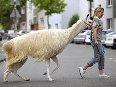 Лама поселилась в городской квартире