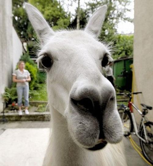 Лама поселилась в городской квартире