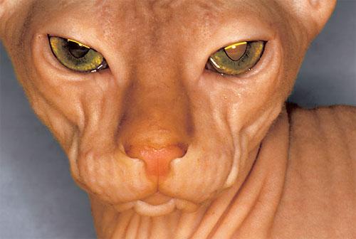 Человечеству улыбнулись зверомонстры