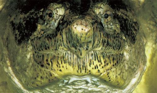 Человечеству улыбнулись зверомонстры