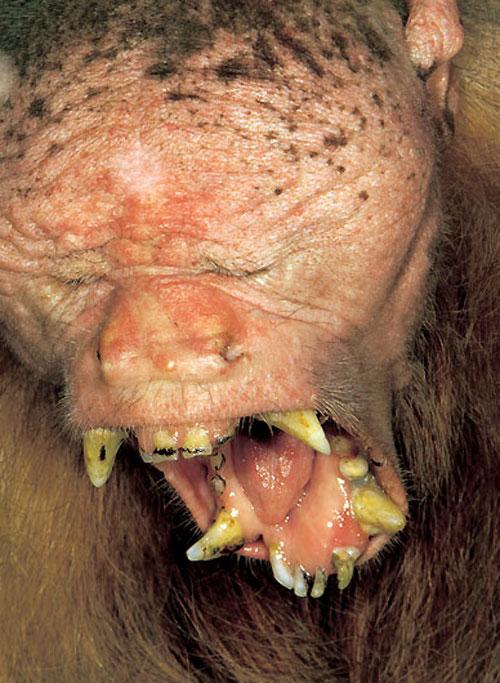 Человечеству улыбнулись зверомонстры