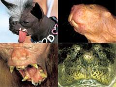 Человечеству улыбнулись зверомонстры