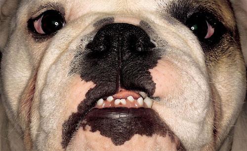 Человечеству улыбнулись зверомонстры