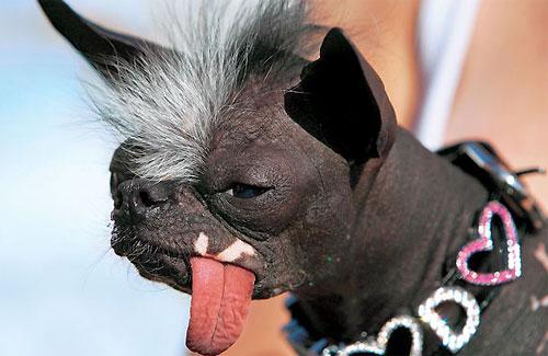 Человечеству улыбнулись зверомонстры