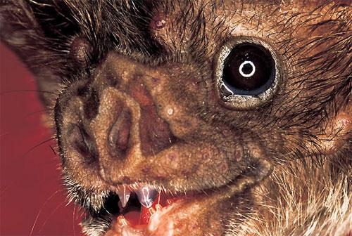 Человечеству улыбнулись зверомонстры