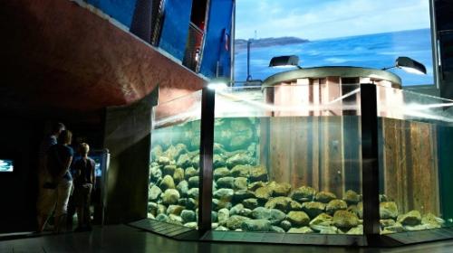 Самые популярные океанариумы мира