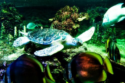 Самые популярные океанариумы мира