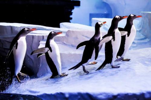 Самые популярные океанариумы мира