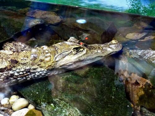 Самые популярные океанариумы мира