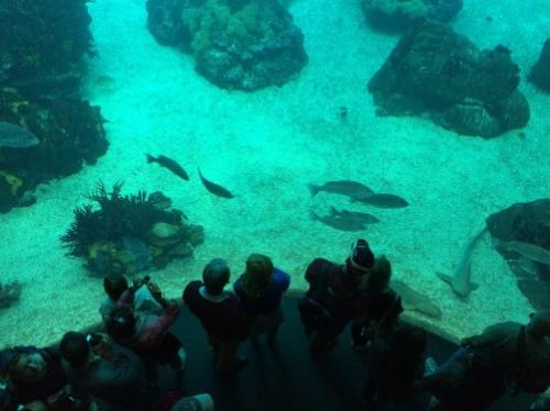 Самые популярные океанариумы мира