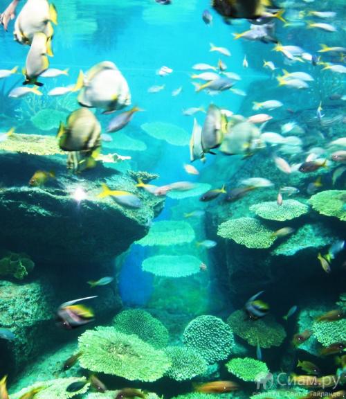 Самые популярные океанариумы мира