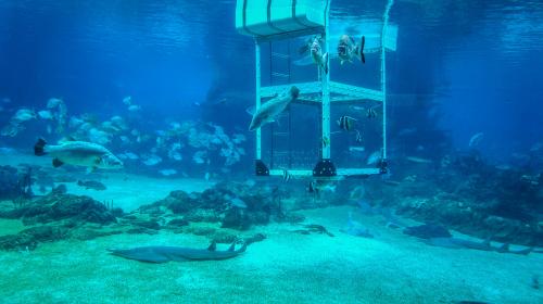 Самые популярные океанариумы мира