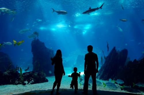 Самые популярные океанариумы мира