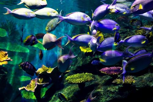 Самые популярные океанариумы мира