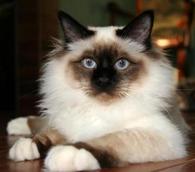 Опубликован топ-10 самых популярных кошачьих пород