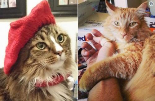 Как сложились карьеры знаменитых близнецов в профессиональном спорте