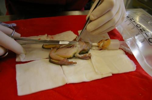 Ветеринар зашил лягушку разрезанную газонокосилкой