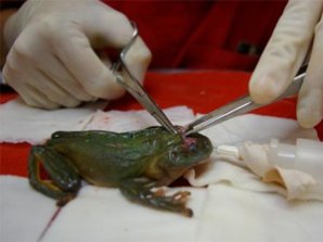 Ветеринар зашил лягушку разрезанную газонокосилкой