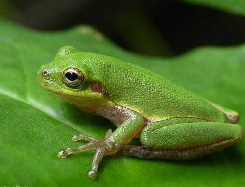 Ветеринар зашил лягушку разрезанную газонокосилкой