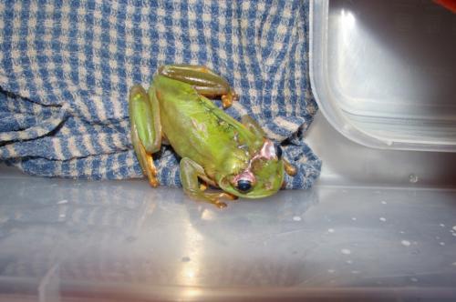 Ветеринар зашил лягушку разрезанную газонокосилкой