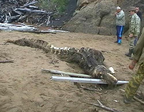 На Сахалине нашли плезиозавра