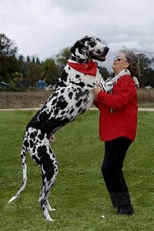 «Собака Баскервилей» родом из Калифорнии…