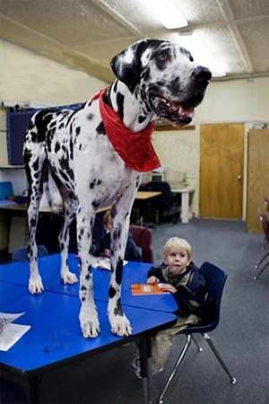 «Собака Баскервилей» родом из Калифорнии…