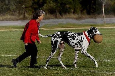 «Собака Баскервилей» родом из Калифорнии…