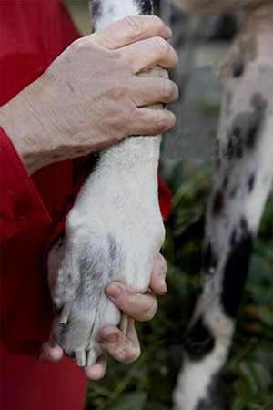 «Собака Баскервилей» родом из Калифорнии…