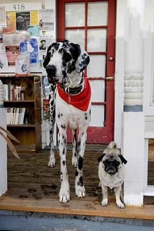 «Собака Баскервилей» родом из Калифорнии…