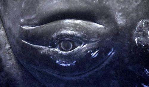 Учёным удалось заснять китовые нежности