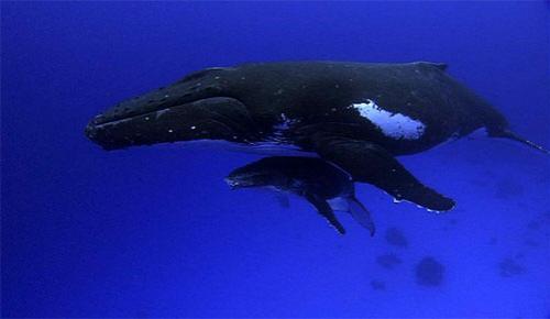 Учёным удалось заснять китовые нежности