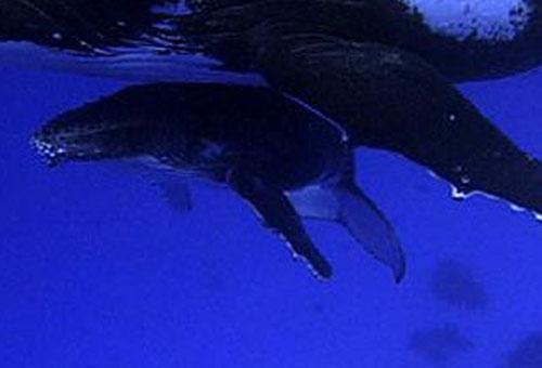 Учёным удалось заснять китовые нежности