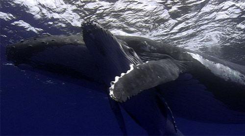 Учёным удалось заснять китовые нежности