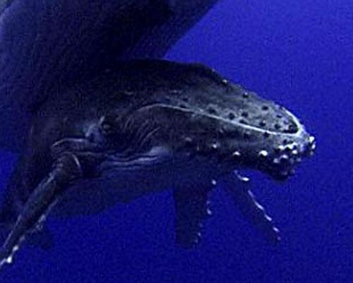 Учёным удалось заснять китовые нежности