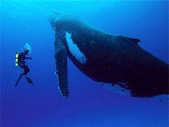 Учёным удалось заснять китовые нежности