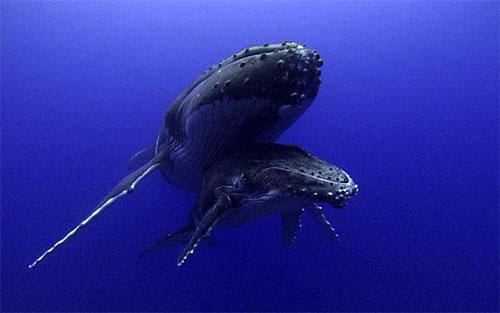 Учёным удалось заснять китовые нежности