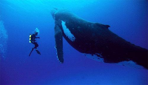 Учёным удалось заснять китовые нежности