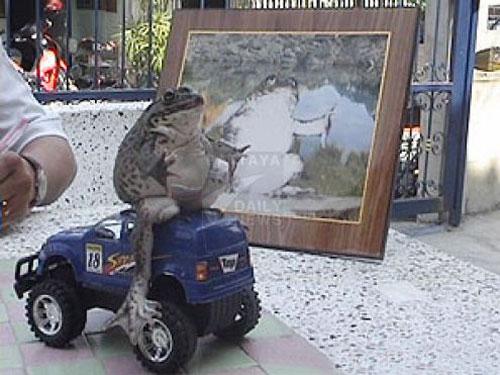 Шоу "Лягушка на "Харлее" завоевывает мир