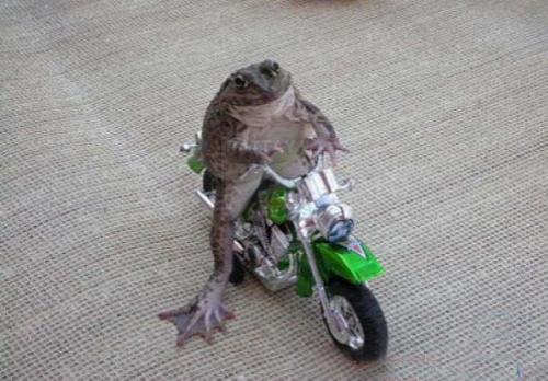 Шоу "Лягушка на "Харлее" завоевывает мир