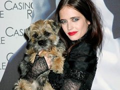 Звездные питомцы: собаки знаменитостей