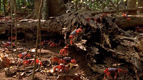 Остров Рождества стал королевством крабов